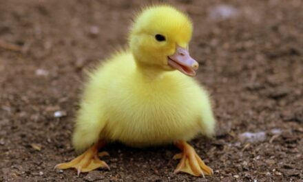 450 Duck Names Funny: A Hilarious Guide To Naming Your Quacky Friend