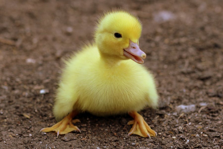 450 Duck Names Funny: A Hilarious Guide To Naming Your Quacky Friend