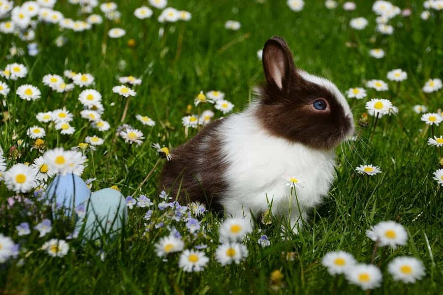 500 Funny Bunny Names: A Fun And Creative Guide To Naming Your Furry Friend