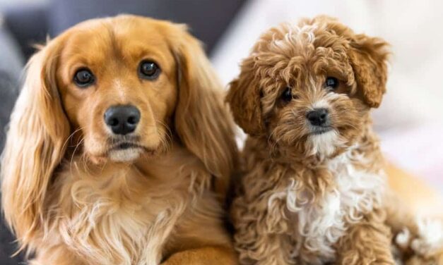 200+ Funny Girl Dog Names: A Hilarious List For Your Pup