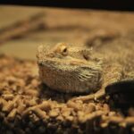 400+ Funny Names For Bearded Dragons: Hilarious & Unique Monikers
