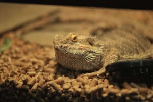 funny names for bearded dragons(1)