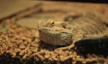 400+ Funny Names For Bearded Dragons: Hilarious & Unique Monikers