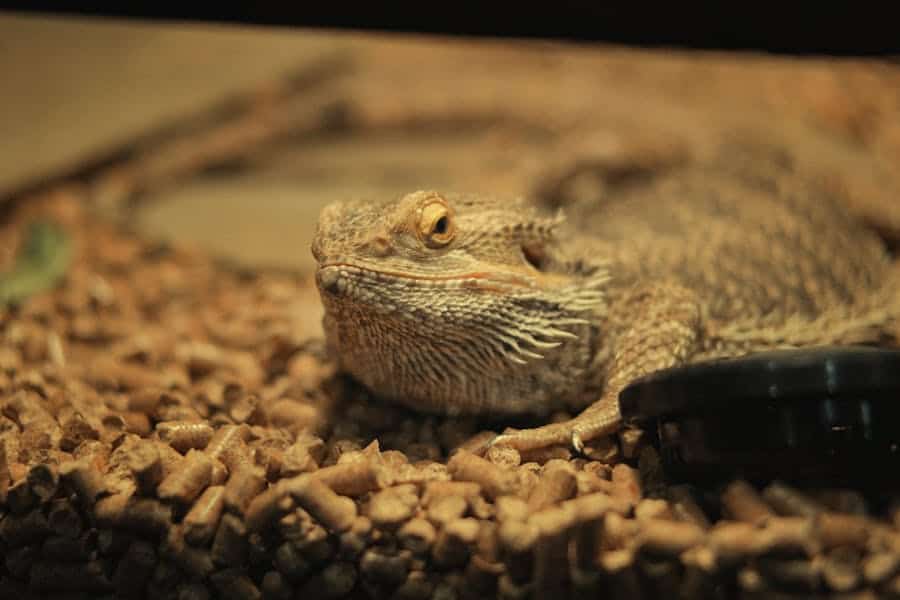 400+ Funny Names For Bearded Dragons: Hilarious & Unique Monikers