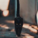 400+ Funny Names For Black Cats: Spooky & Playful Nicknames