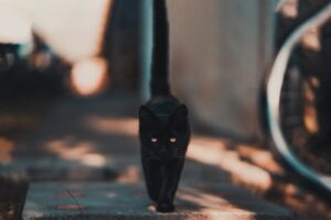 funny names for black cats(1)