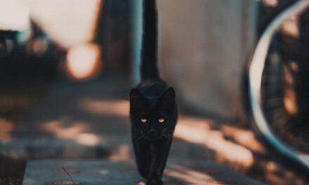400+ Funny Names For Black Cats: Spooky & Playful Nicknames