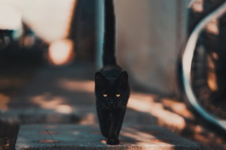 400+ Funny Names For Black Cats: Spooky & Playful Nicknames