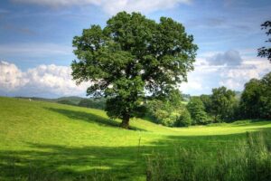 funny names for trees(1)