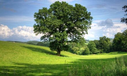600+ Funny Names For Trees: Quirky & Whimsical Arbor Monikers