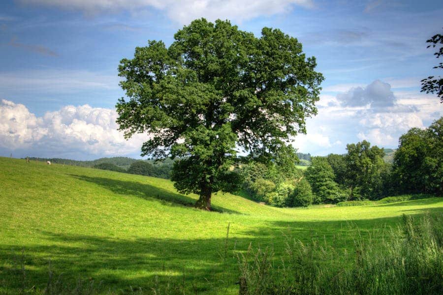 600+ Funny Names For Trees: Quirky & Whimsical Arbor Monikers