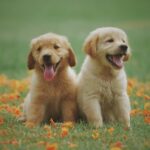 How Unusual Pet Names Reflect Owner Wellness Goals