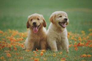 How Unusual Pet Names Reflect Owner Wellness Goals