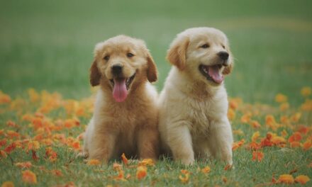 How Unusual Pet Names Reflect Owner Wellness Goals