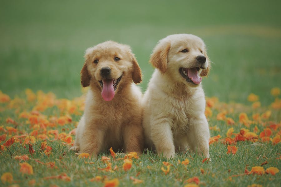How Unusual Pet Names Reflect Owner Wellness Goals