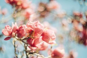 What Makes a Plant Name Unforgettable? 