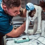 Raising the Bar in Veterinary Diagnostics with Tools That Truly Work