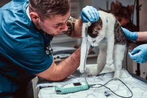 Raising the Bar in Veterinary Diagnostics with Tools That Truly Work