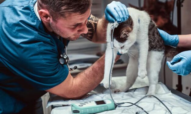 Raising the Bar in Veterinary Diagnostics with Tools That Truly Work