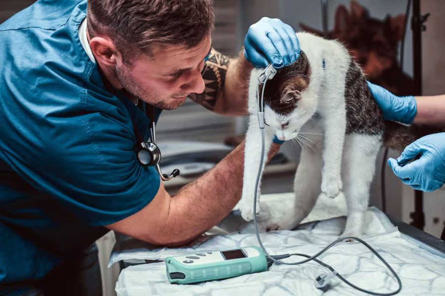 Raising the Bar in Veterinary Diagnostics with Tools That Truly Work