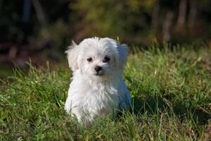 Is my name a dog name