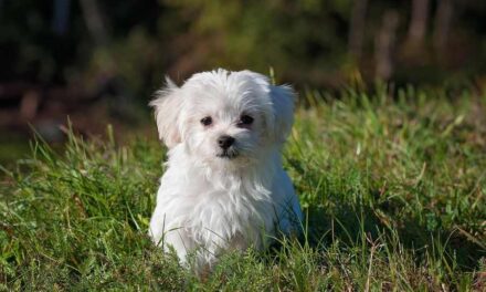 Is my name a dog name: Pet-Name Popularity