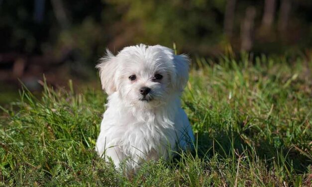 Is my name a dog name: Pet-Name Popularity