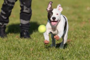 Structured Dog Training Retreats in Salt Lake City