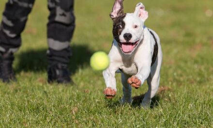 Transforming Behavior and Confidence: Structured Dog Training Retreats in Salt Lake City