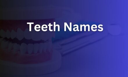 Teeth Names You Should Know: A Clear Guide