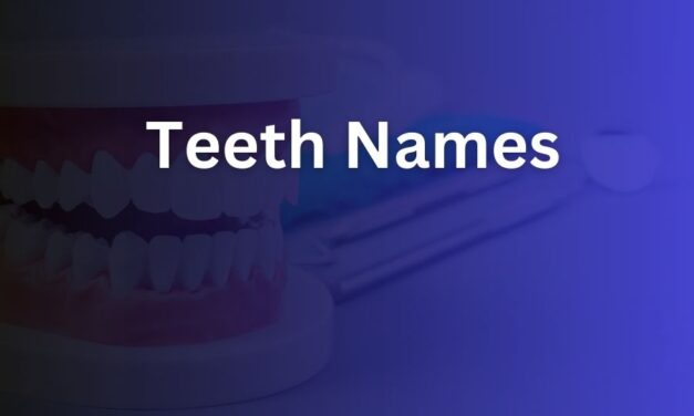 Teeth Names You Should Know: A Clear Guide